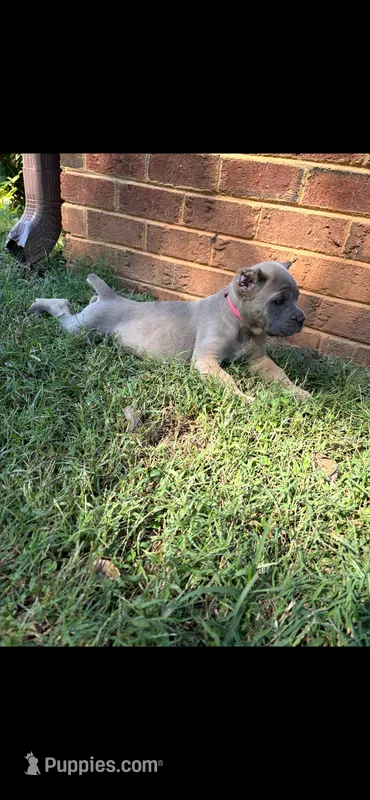 Ember  – Cane Corso puppy for sale in Liberty, NC