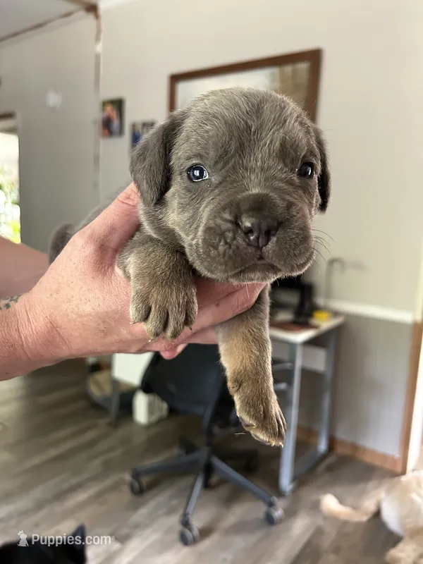 Blue collar – Cane Corso puppy for sale in Hillsborough, NC