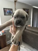 Orange collar, a female Cane Corso for sale in Hillsborough, NC – 2 of 2