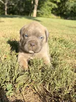 Gus, a male Cane Corso for sale in Liberty, NC – 4 of 5