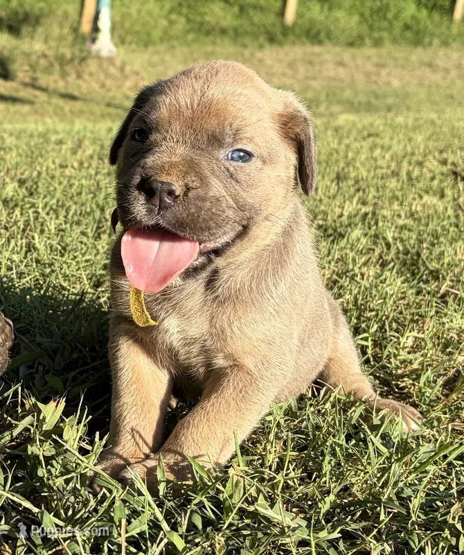 Sunny – Cane Corso puppy for sale in Liberty, NC