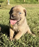 Sunny, a female Cane Corso for sale in Liberty, NC – 1 of 3