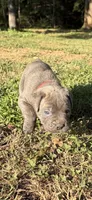 Max, a male Cane Corso for sale in Liberty, NC – 3 of 6