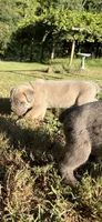 Ember , a female Cane Corso for sale in Liberty, NC – 4 of 4
