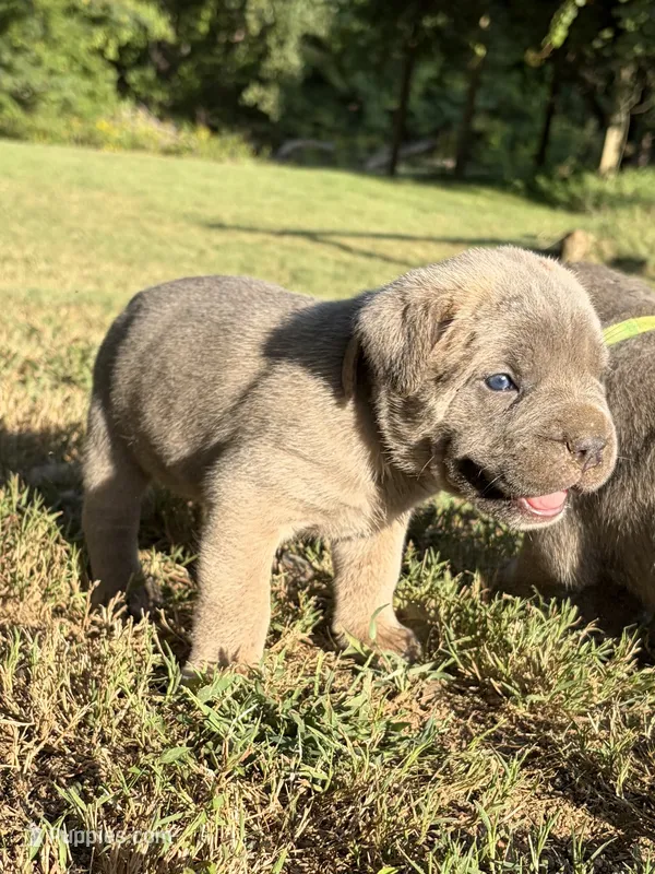 Ember  – Cane Corso puppy for sale in Liberty, NC