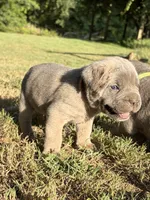 Ember , a female Cane Corso for sale in Liberty, NC – 1 of 4