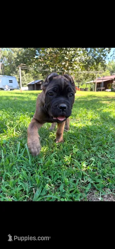 Ava – Cane Corso puppy for sale in Liberty, NC