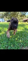 Ava, a female Cane Corso for sale in Liberty, NC – 1 of 3
