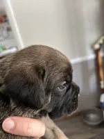 Green collar , a female Cane Corso for sale in Hillsborough, NC – 4 of 4