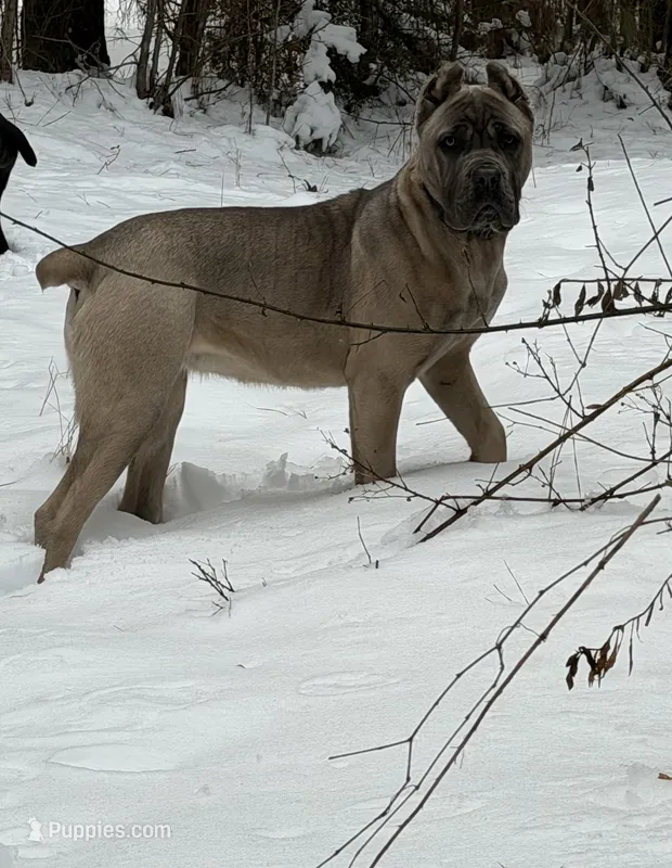 Nova – Cane Corso puppy for sale in Hillsborough, NC