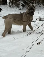 Nova, a female Cane Corso for sale in Hillsborough, NC – 1 of 4