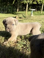 Ember , a female Cane Corso for sale in Liberty, NC – 2 of 4