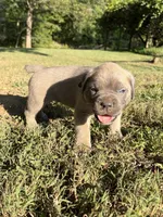 Gus, a male Cane Corso for sale in Liberty, NC – 5 of 5