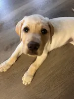 Honey, a female Labrador Retriever for sale in Bluffton, SC – 1 of 6