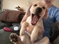 Honey, a female Labrador Retriever for sale in Bluffton, SC – 2 of 6