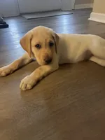 Honey, a female Labrador Retriever for sale in Bluffton, SC – 4 of 6