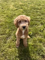 Milo, a male Miniature Goldendoodle for sale in South Bend, IN – 2 of 3