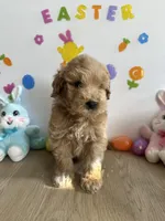 Blu, a male Miniature Goldendoodle for sale in South Bend, IN – Photo 4 of 10