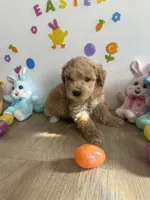 Blu, a male Miniature Goldendoodle for sale in South Bend, IN – Photo 3 of 10