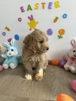 Blu, a male Miniature Goldendoodle for sale in South Bend, IN – Photo 6 of 10
