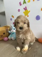 Blu, a male Miniature Goldendoodle for sale in South Bend, IN – Photo 5 of 10