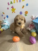 Blu, a male Miniature Goldendoodle for sale in South Bend, IN – Photo 2 of 10