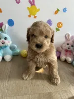 Blu, a male Miniature Goldendoodle for sale in South Bend, IN – Photo 1 of 10
