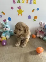 Blu, a male Miniature Goldendoodle for sale in South Bend, IN – Photo 7 of 10