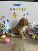 Reacher, a male Miniature Goldendoodle for sale in South Bend, IN – Photo 7 of 10