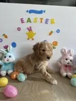 Reacher, a male Miniature Goldendoodle for sale in South Bend, IN – Photo 2 of 10