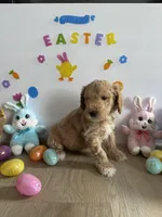Reacher, a male Miniature Goldendoodle for sale in South Bend, IN – Photo 5 of 10