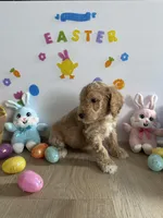 Reacher, a male Miniature Goldendoodle for sale in South Bend, IN – Photo 8 of 10