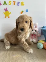 Reacher, a male Miniature Goldendoodle for sale in South Bend, IN – Photo 1 of 10