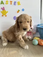 Reacher, a male Miniature Goldendoodle for sale in South Bend, IN – Photo 3 of 10