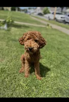 Reacher, a male Miniature Goldendoodle for sale in South Bend, IN – Photo 10 of 10