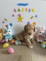 Reacher, a male Miniature Goldendoodle for sale in South Bend, IN – Photo 4 of 10