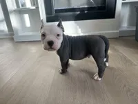 Rocco, a male American Bully for sale in South Bend, IN – Photo 8 of 8