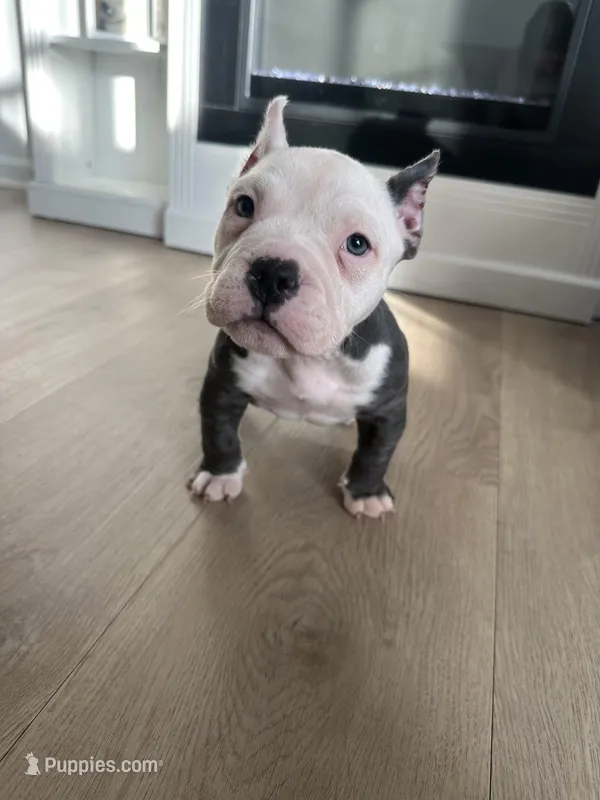 Rocco, a male American Bully for sale in South Bend, IN – Photo 1 of 8