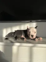 Rocco, a male American Bully for sale in South Bend, IN – Photo 3 of 8