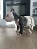 Rocco, a male American Bully for sale in South Bend, IN – Photo 4 of 8