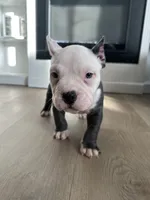 Rocco, a male American Bully for sale in South Bend, IN – Photo 5 of 8