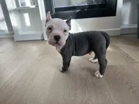 Rocco, a male American Bully for sale in South Bend, IN – Photo 6 of 8