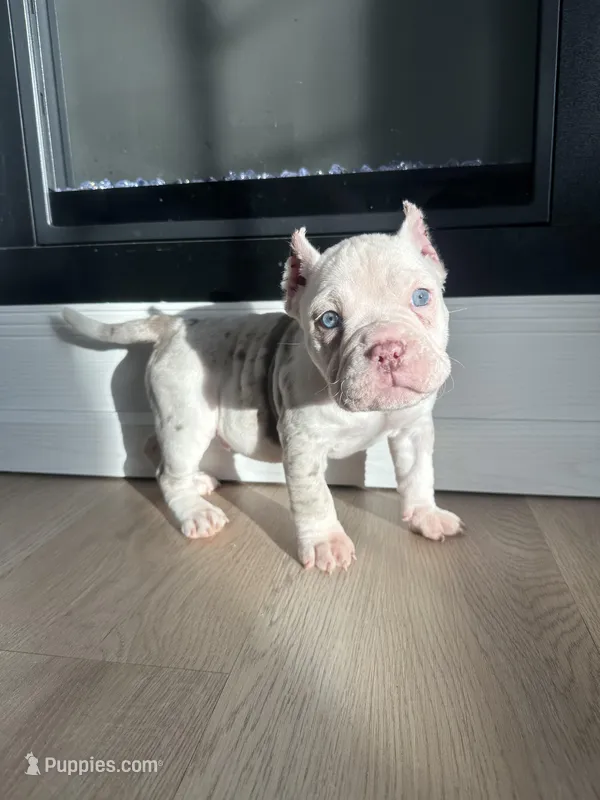 Yogi, a male American Bully for sale in South Bend, IN – Photo 1 of 10