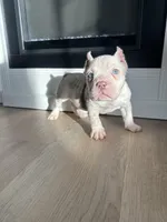 Yogi, a male American Bully for sale in South Bend, IN – Photo 8 of 10