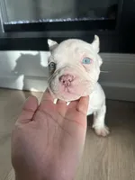 Yogi, a male American Bully for sale in South Bend, IN – Photo 6 of 10