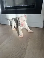 Yogi, a male American Bully for sale in South Bend, IN – Photo 4 of 10