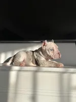 Yogi, a male American Bully for sale in South Bend, IN – Photo 5 of 10