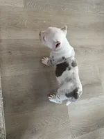 Yogi, a male American Bully for sale in South Bend, IN – Photo 10 of 10