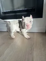 Yogi, a male American Bully for sale in South Bend, IN – Photo 9 of 10