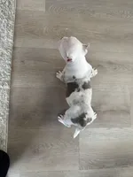 Yogi, a male American Bully for sale in South Bend, IN – Photo 3 of 10